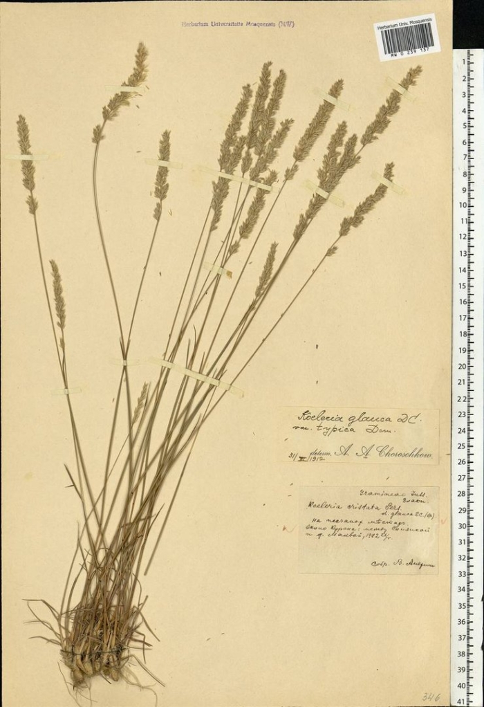 Келерия сизая (тонконог)