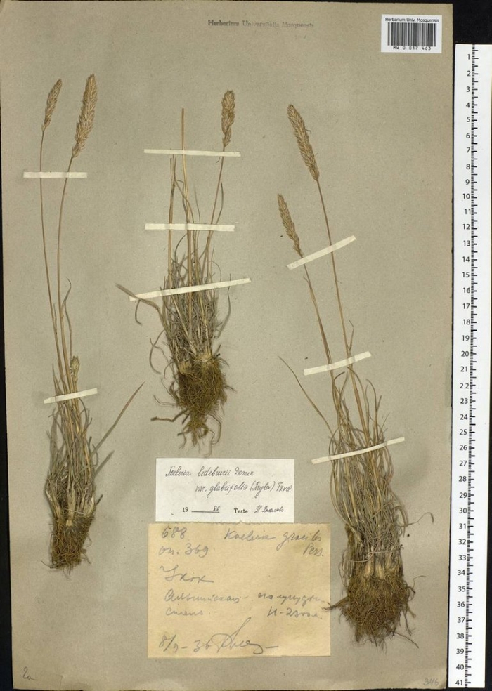 Тонконог ледебура