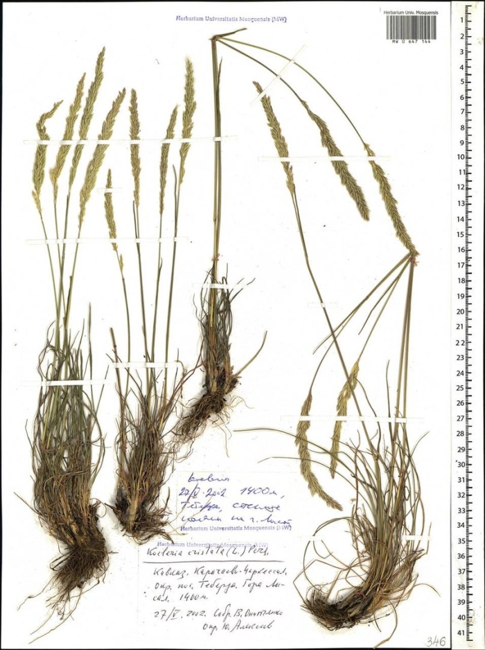 Житняк гребенчатый agropyron cristatum