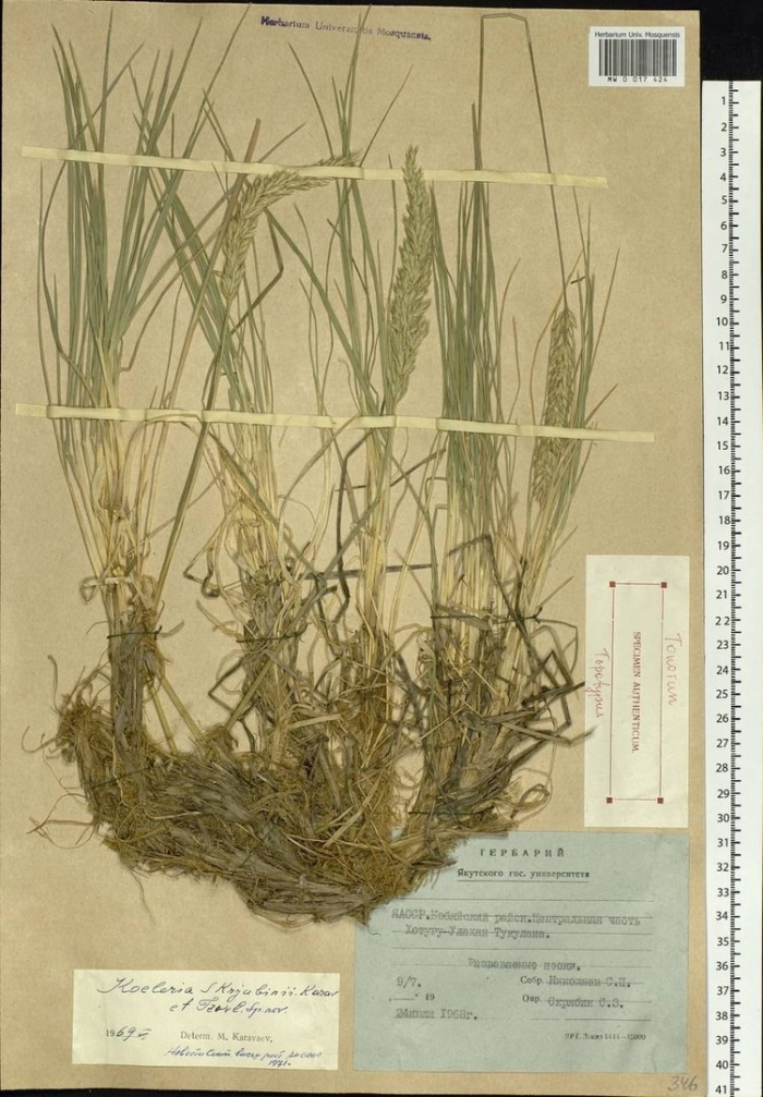 Тонконог скрябина