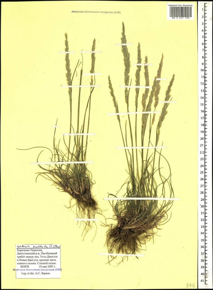 Festuca lenensis