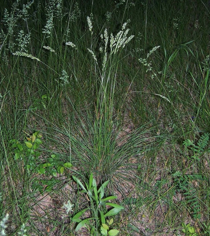 Тонконог гребенчатый