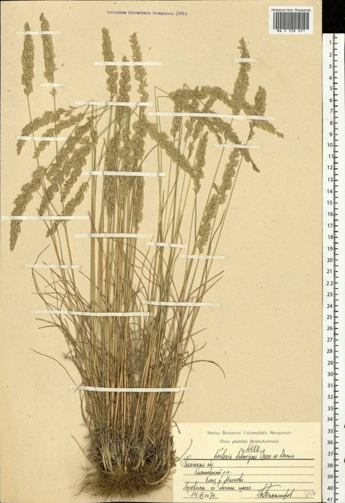 Тонконог сизый koeleria glauca
