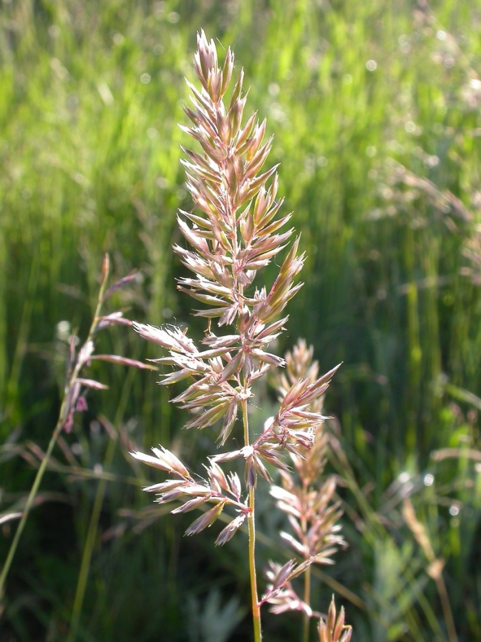 Calamagrostis pseudophragmites