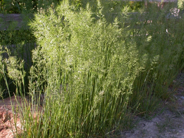Poa bulbosa