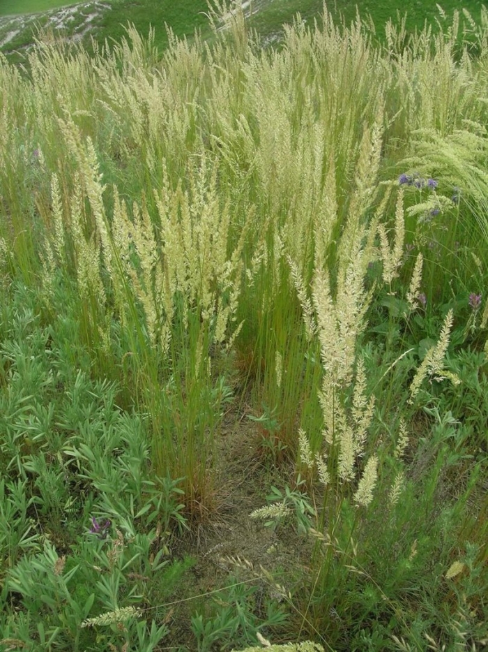 Калерия сизая (koeleria glauca)