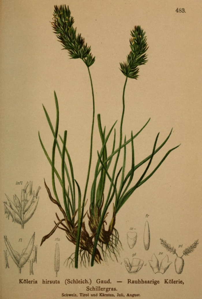 Житняк гребневидный agropyron pectinatum