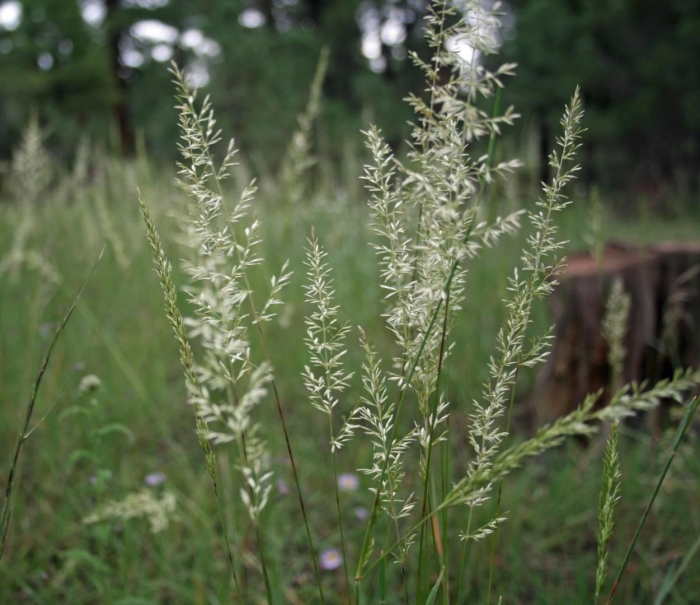 Мятлик луговой poa pratensis