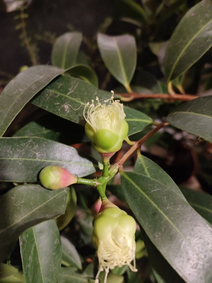 Сизигиум ямбоз