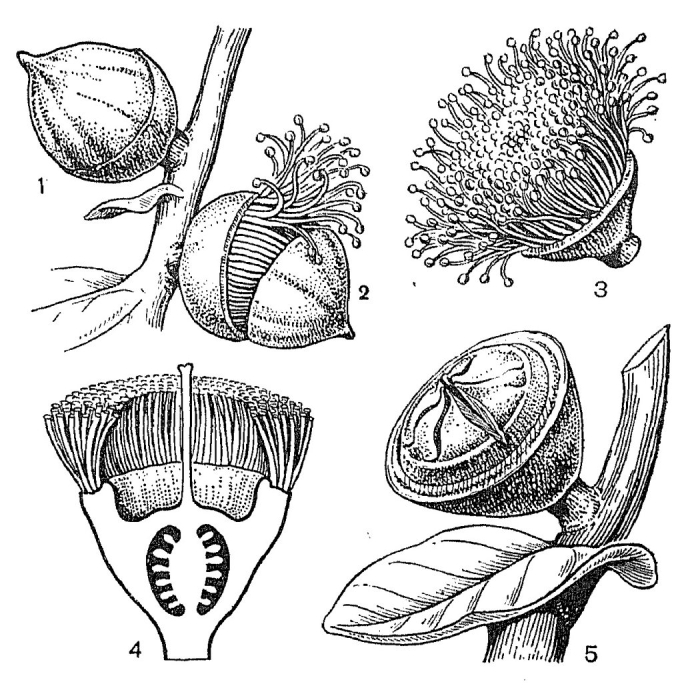 Эвкалипт миртовые