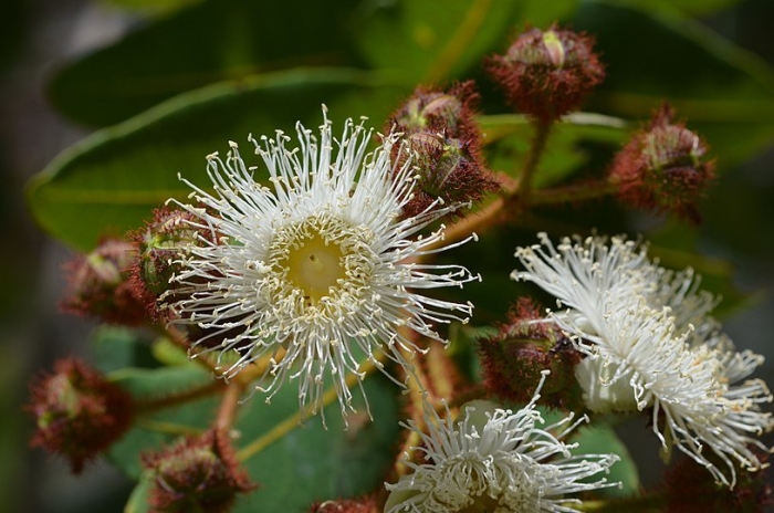 Angophora cordifolia