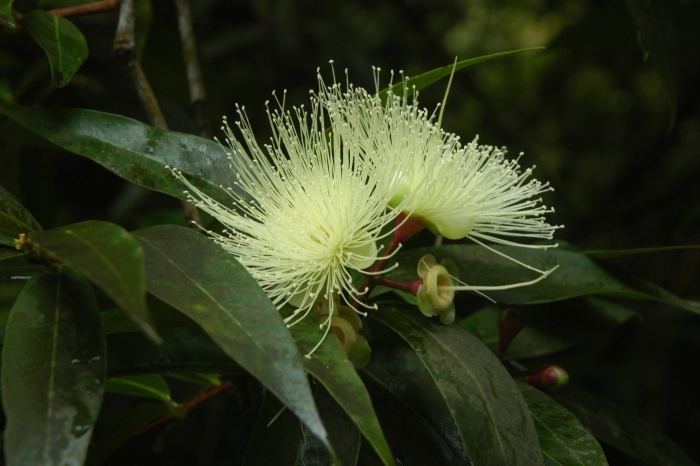 Сизигиум метельчатый евгения миртолистная