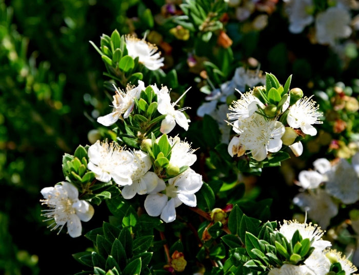 Myrtus tarentina