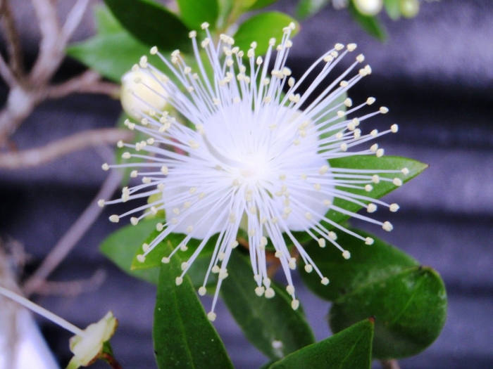Myrtus communis l