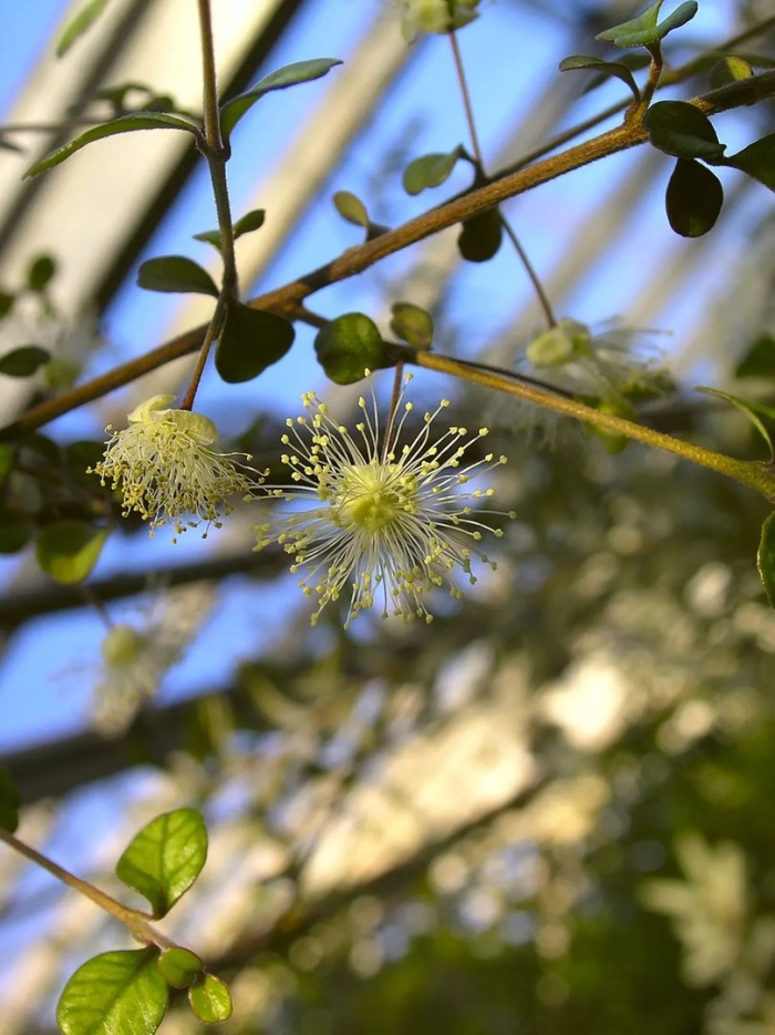 Мирт обыкновенный растение