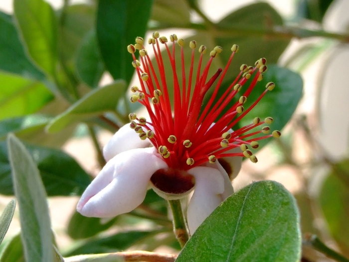 Соцветие фейхоа