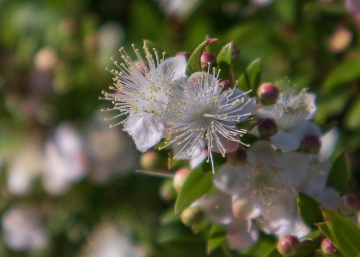 Мирт цветет