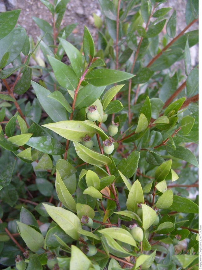 Мирт myrtus communis