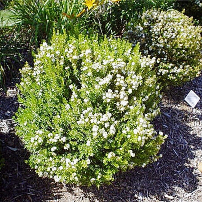 Myrtus communis compacta