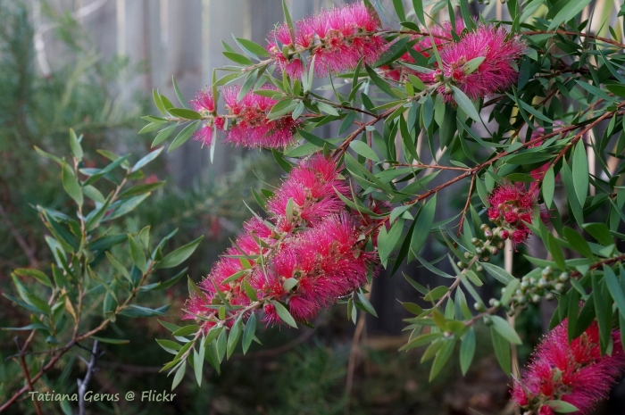 Callistemon citrinus