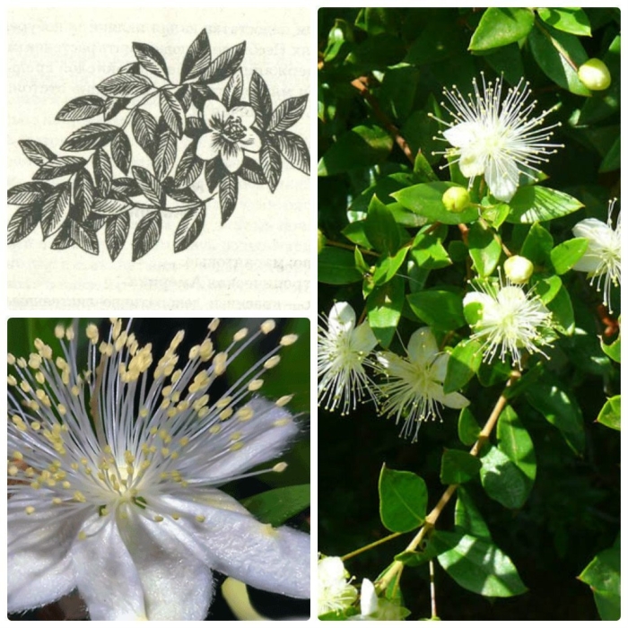 Мирт целебная аура