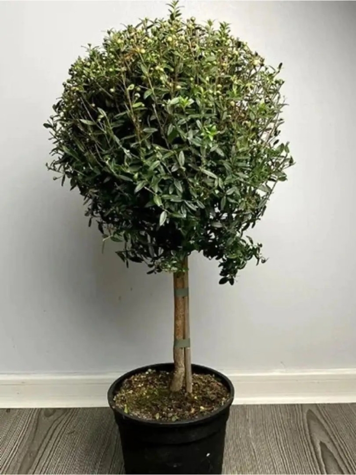 Мирт обыкновенный растение