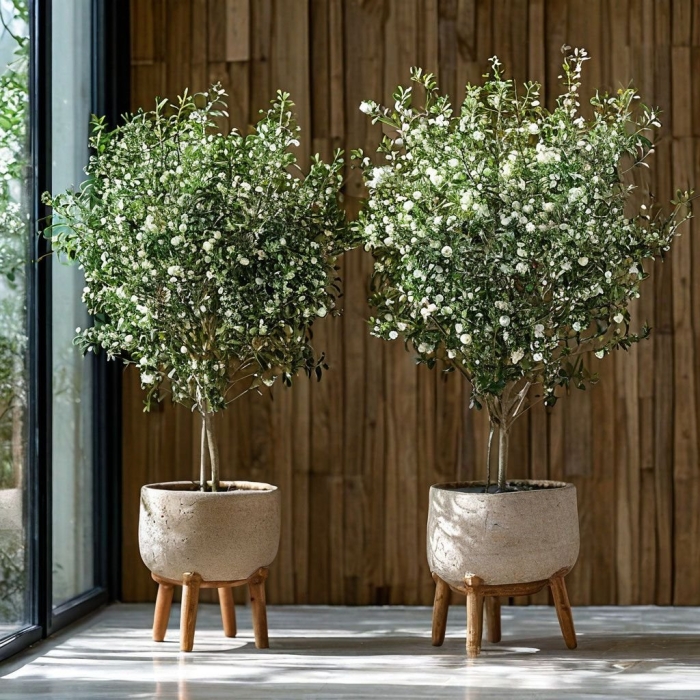 Миртовое дерево