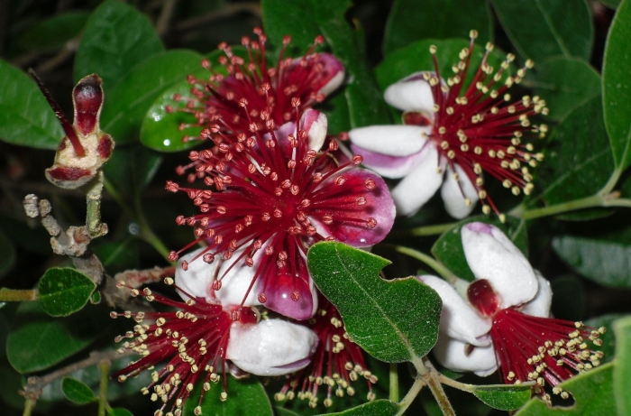 Feijoa sellowiana