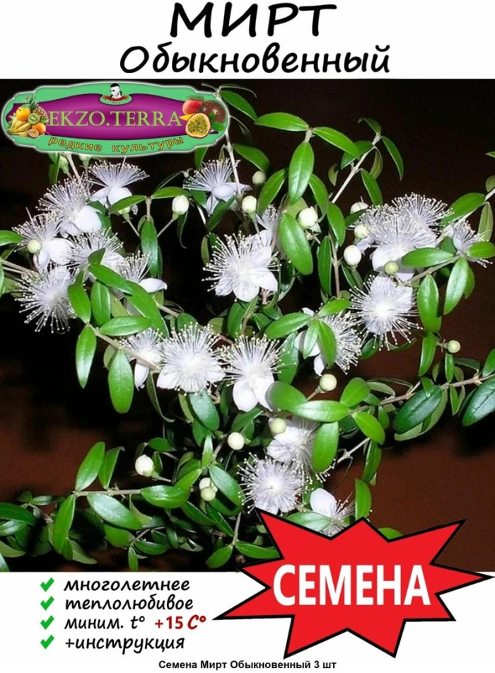 Семена мирт обыкновенный