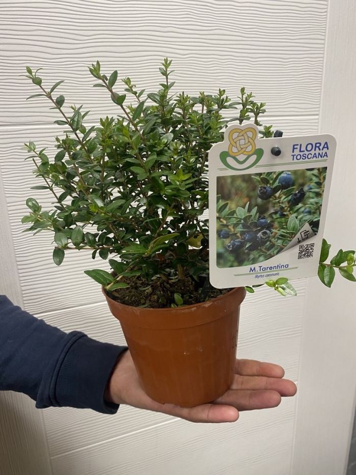 Комнатное растение мирт