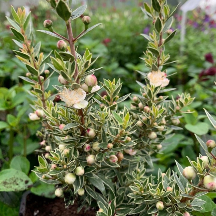 Myrtus tarentina