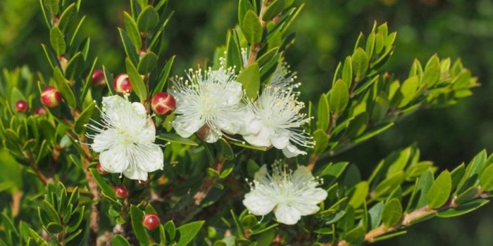 Myrtus communis