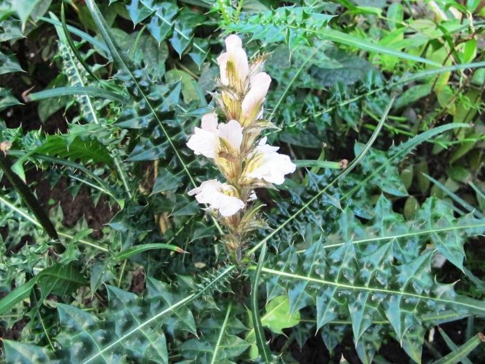 Acanthus montanus