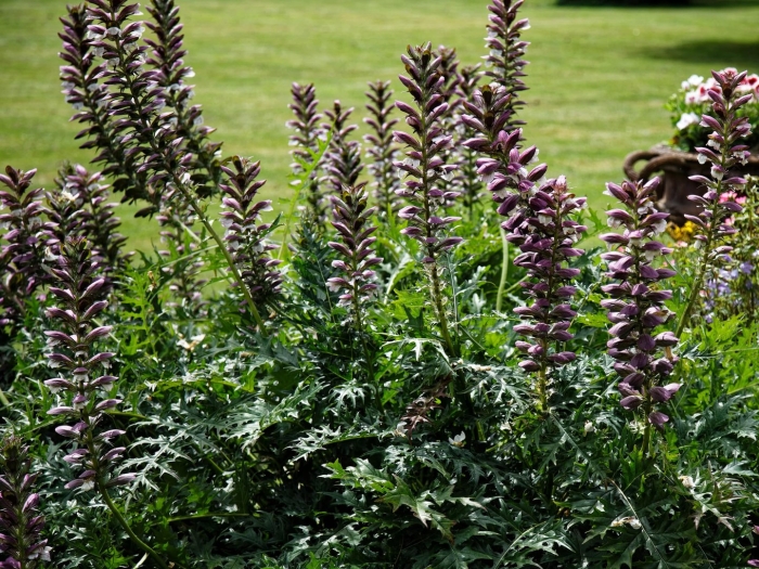 Acanthus spinosus