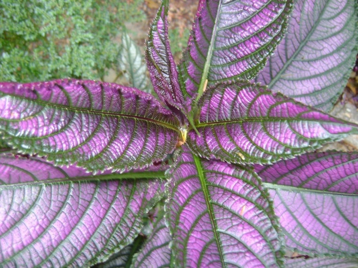 Strobilanthes dyerianus