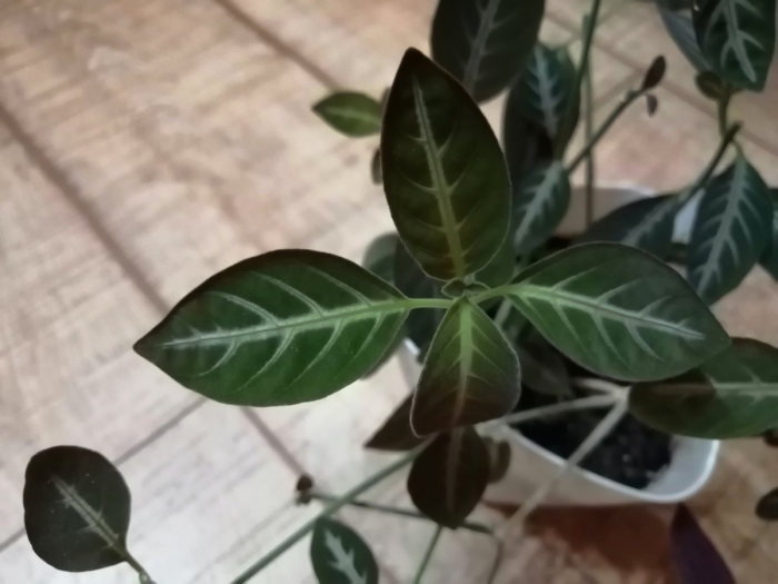 Комнатное растение