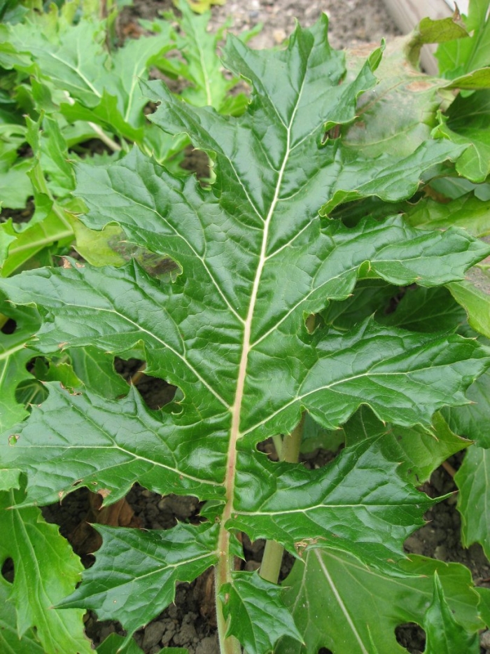 Acanthus mollis лист