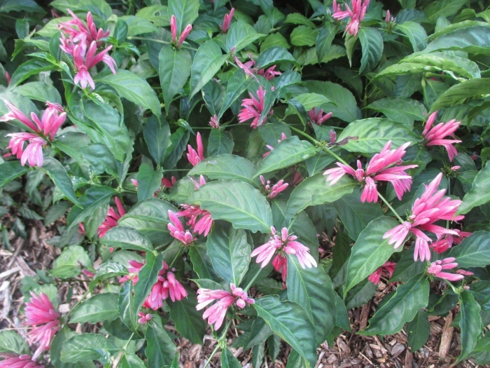 Якобиния нодоза