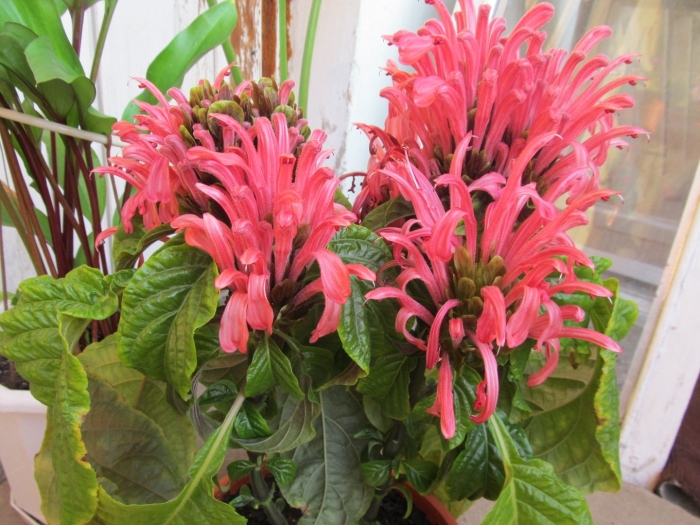 Якобиния джустика