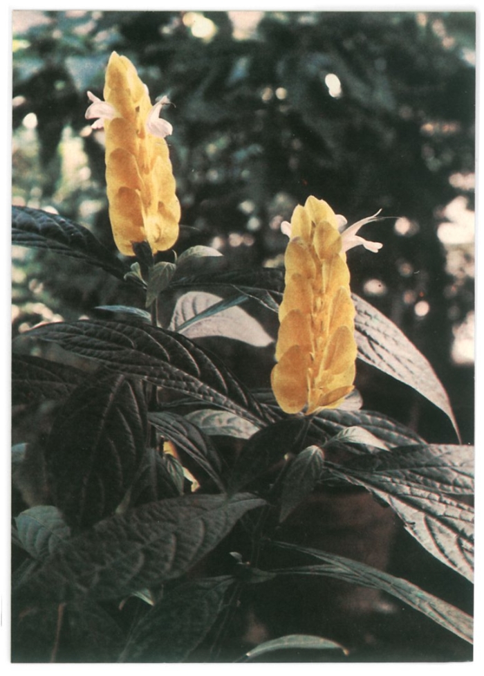 Пахистахис желтый