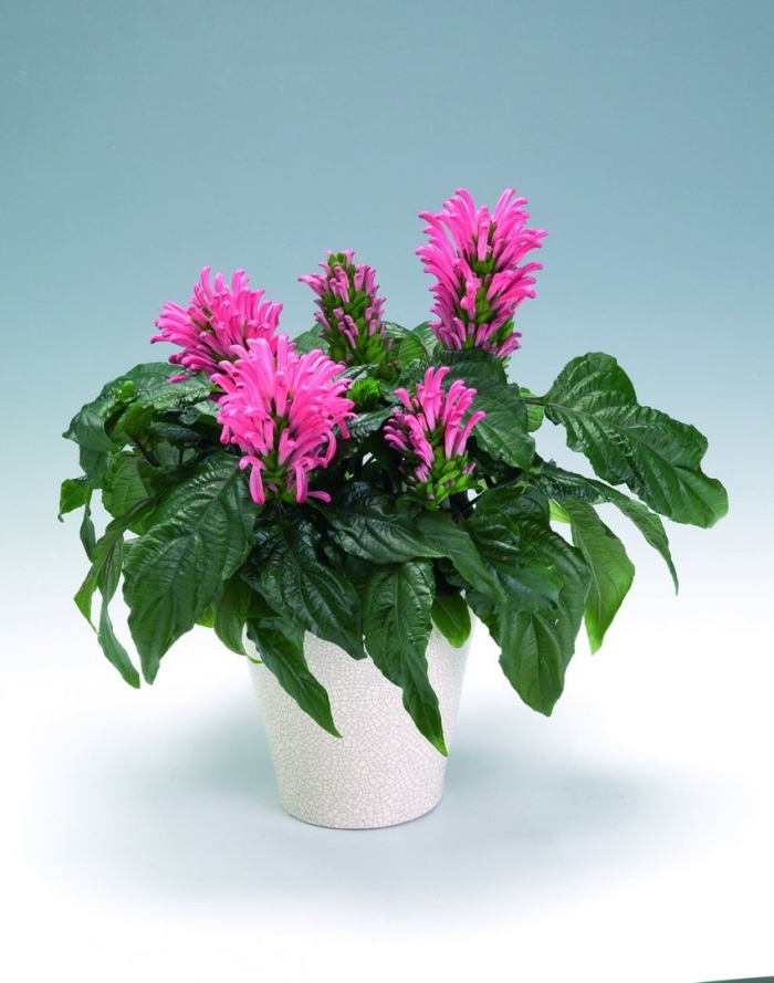 Якобиния анита