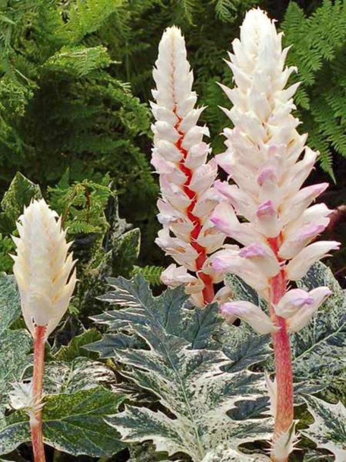 Акант acanthus whitewater