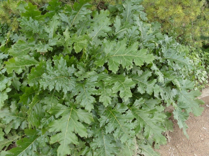 Акант аканф