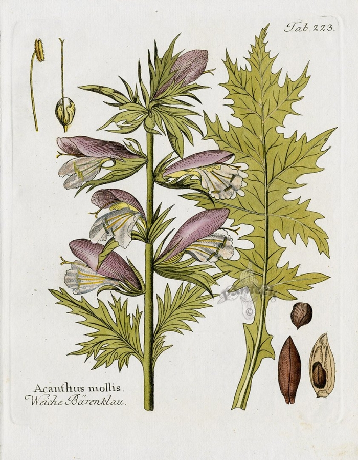 Acanthus montanus