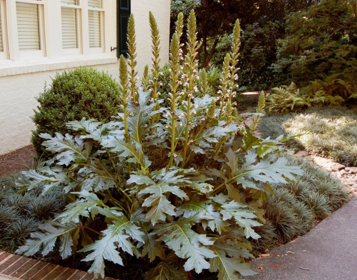 Acanthus mollis лист