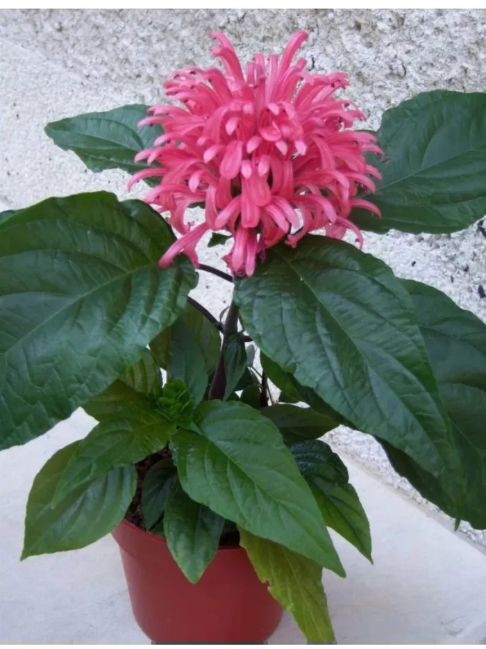 Якобиния цветок