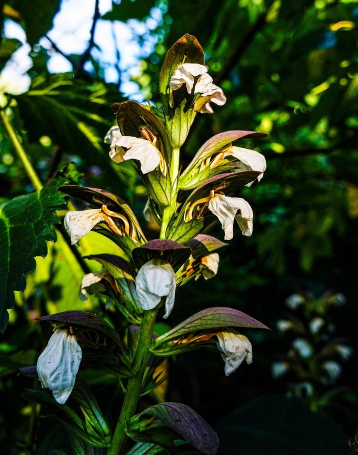 Acanthus mollis