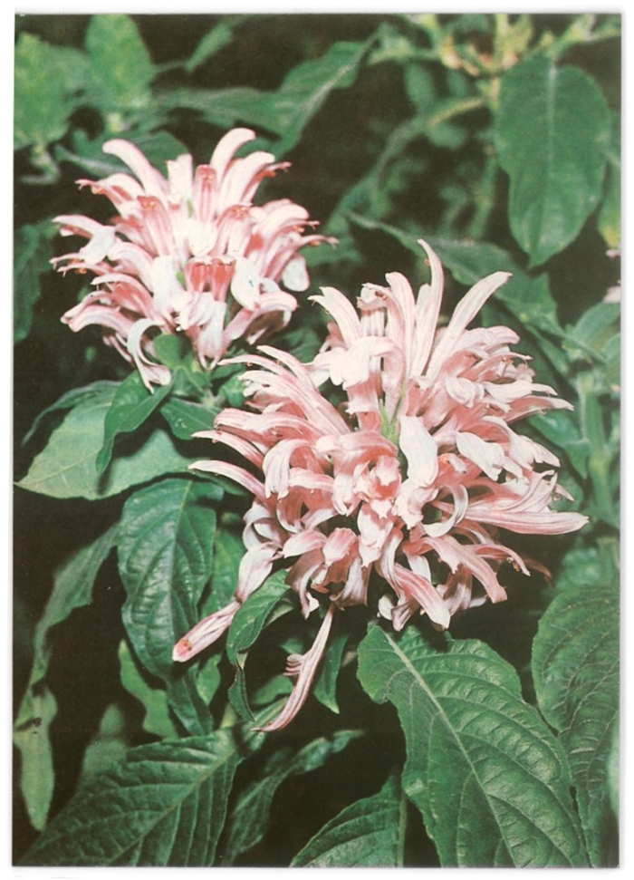 Якобиния нодоза