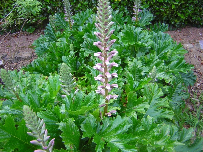 Acanthus mollis