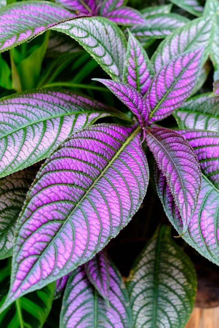 Strobilanthes dyerianus